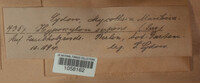 Nemania serpens image